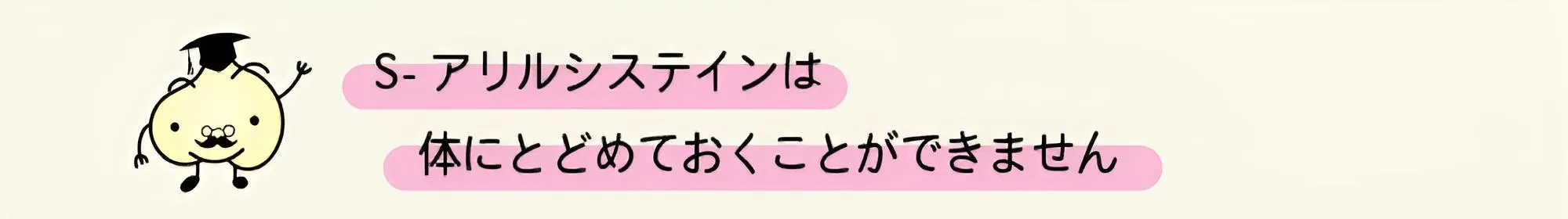 S-アリルシステインは体にとどめておくことができません